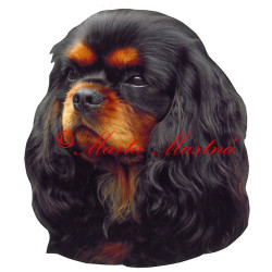 Samolepka kavalír King Charles španěl