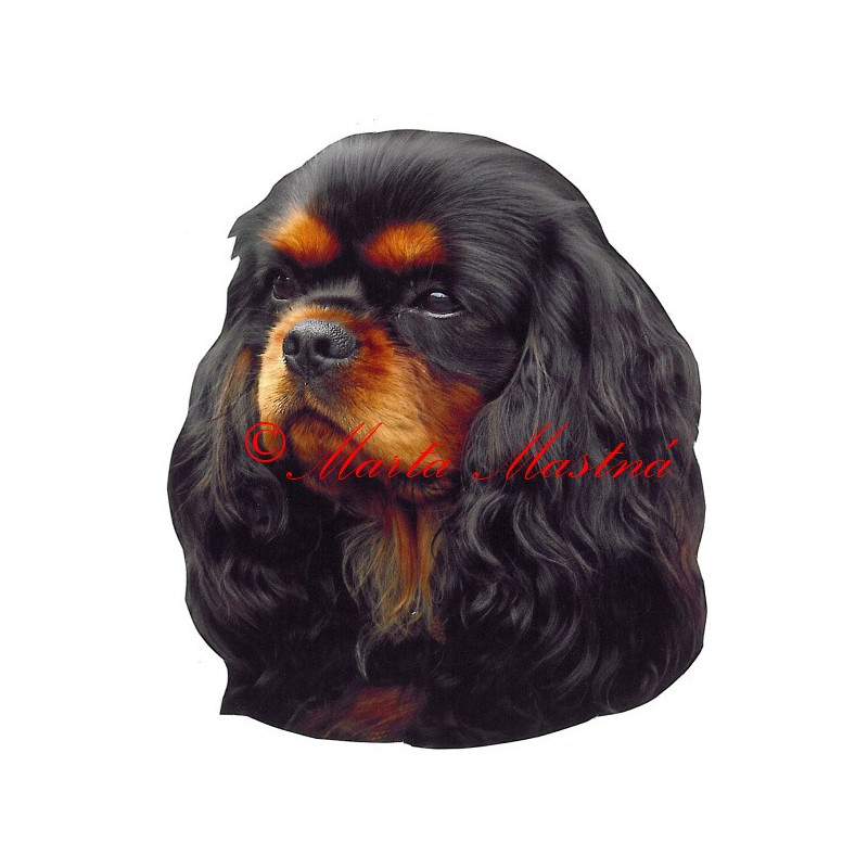 Samolepka kavalír King Charles španěl