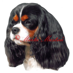 Samolepka kavalír King Charles španěl