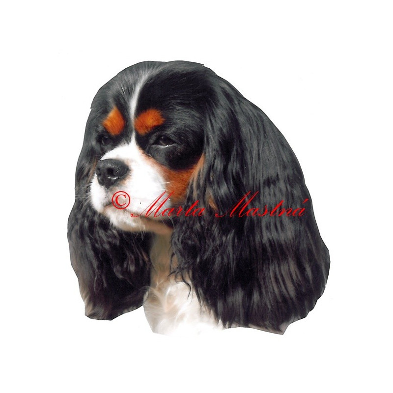 Samolepka kavalír King Charles španěl