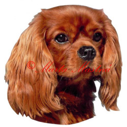 Samolepka kavalír King Charles španěl