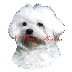 Samolepka maltézský psík stříhaný