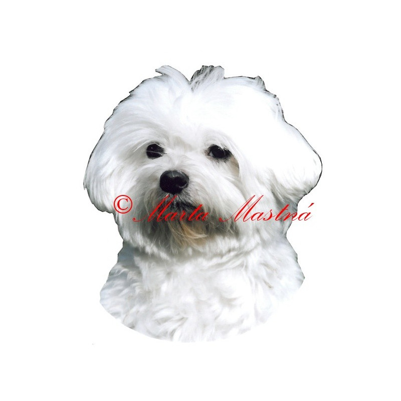 Samolepka maltézský psík stříhaný