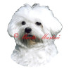 Samolepka maltézský psík stříhaný