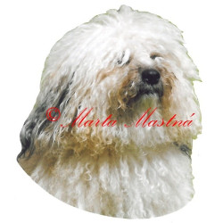 Samolepka boloňský psík barevný, bolonka