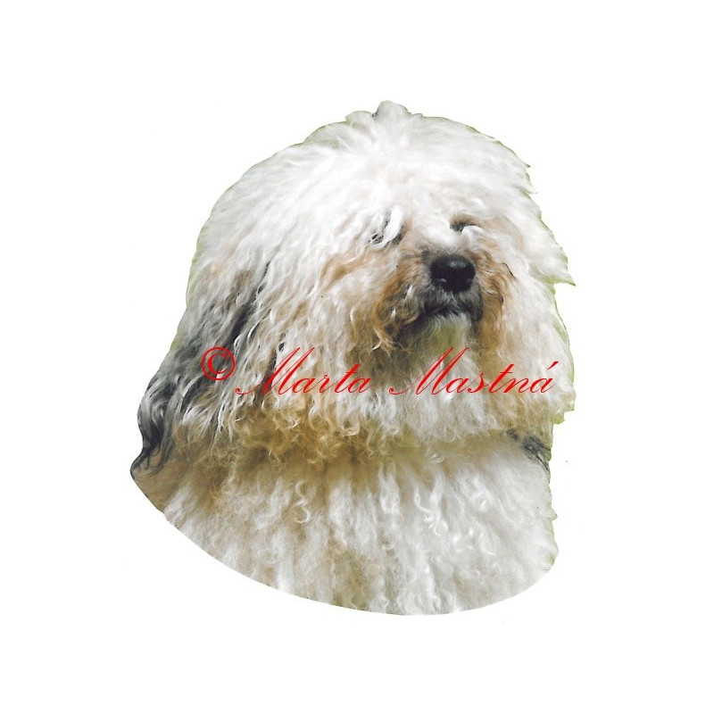 Samolepka boloňský psík barevný, bolonka