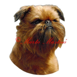 Samolepka grifonek bruselský