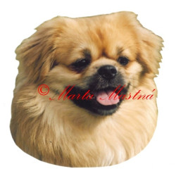 Samolepka tibetský španěl