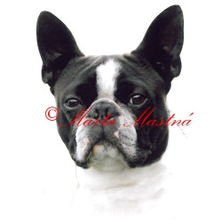 Samolepka boston teriér