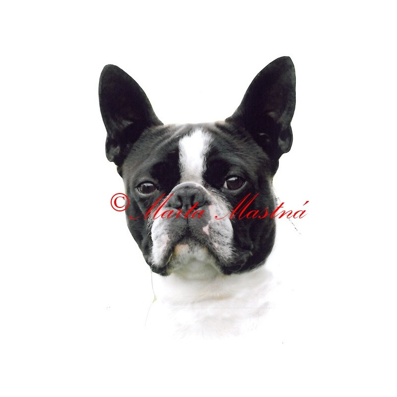 Samolepka boston teriér
