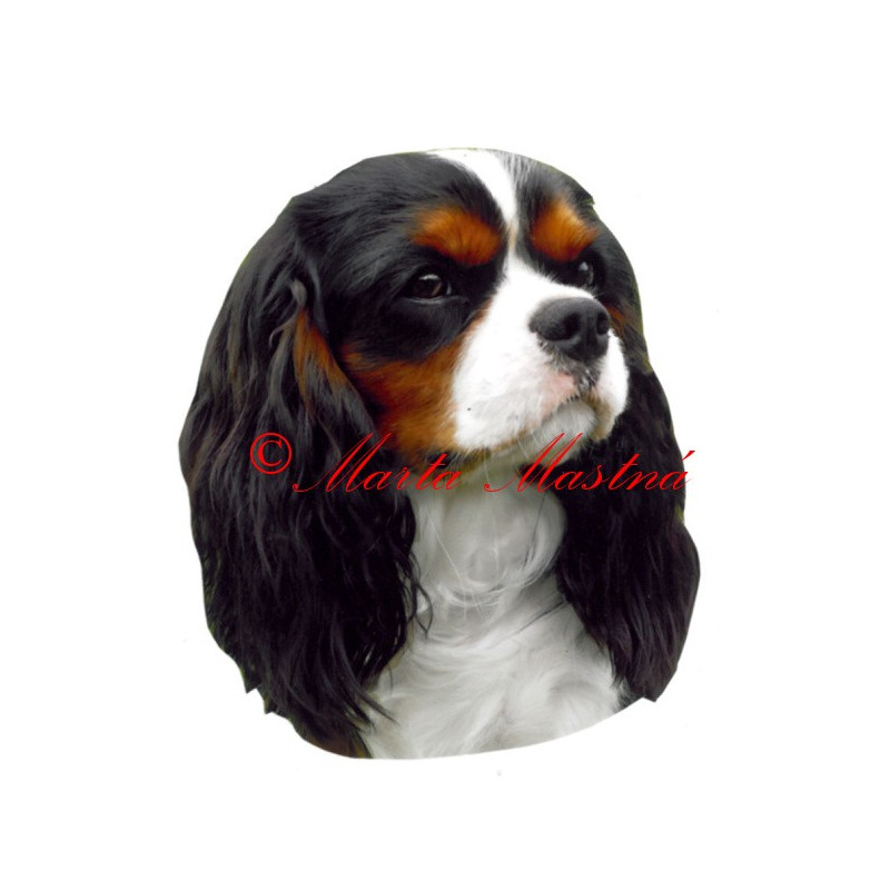 Samolepka kavalír King Charles španěl