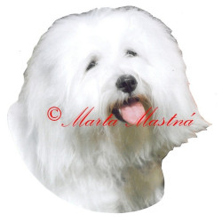 Samolepka coton de Tulear