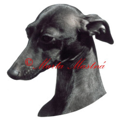 Samolepka italský chrtík