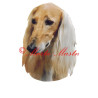 Samolepka perský chrt saluki