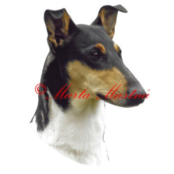 Samolepka kolie krátkosrstá