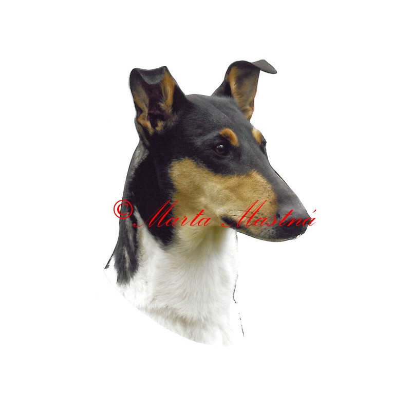 Samolepka kolie krátkosrstá