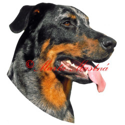 Samolepka beauceron