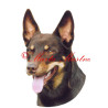 Samolepka australská kelpie