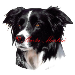 Samolepka border kolie