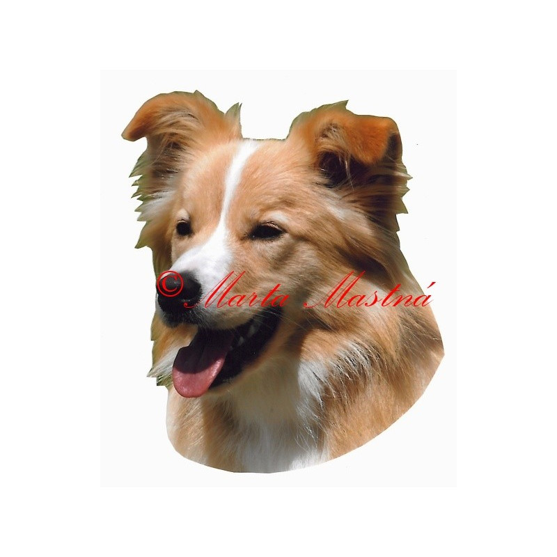 Samolepka border kolie