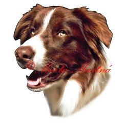 Samolepka border kolie