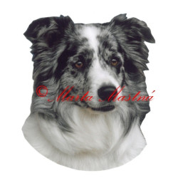 Samolepka border kolie