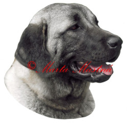 Samolepka anatolský pastevecký pes, kangal