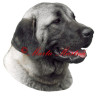 Samolepka anatolský pastevecký pes, kangal