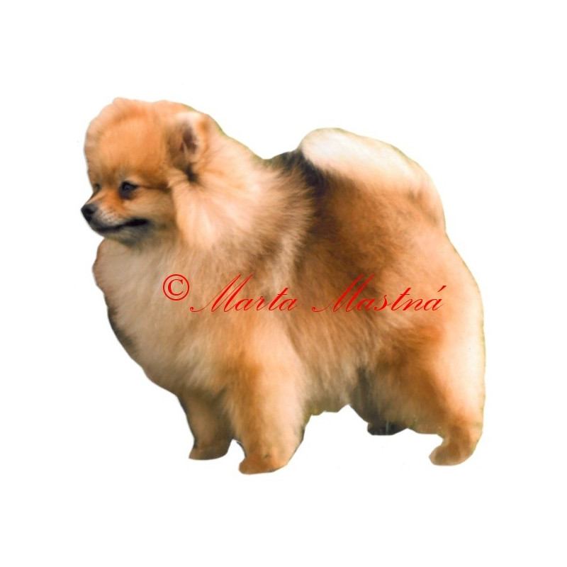 Samolepka špic, pomeranian