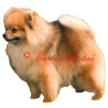 Samolepka špic, pomeranian