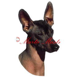 Samolepka peruánský naháč