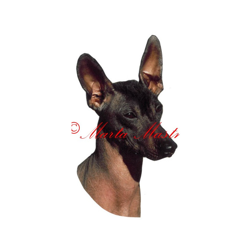 Samolepka peruánský naháč