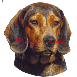 Samolepka alpský jezevčíkovitý brakýř, braka