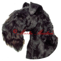 Samolepka kerry blue teriér