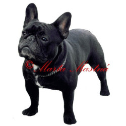 Samolepka francouzský buldoček