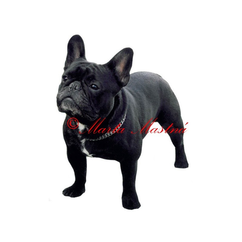 Samolepka francouzský buldoček