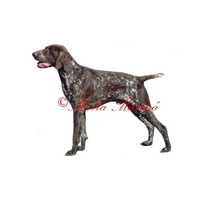 Samolepka německý krátkosrstý ohař