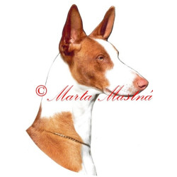 Samolepka ibizský chrt, podengo