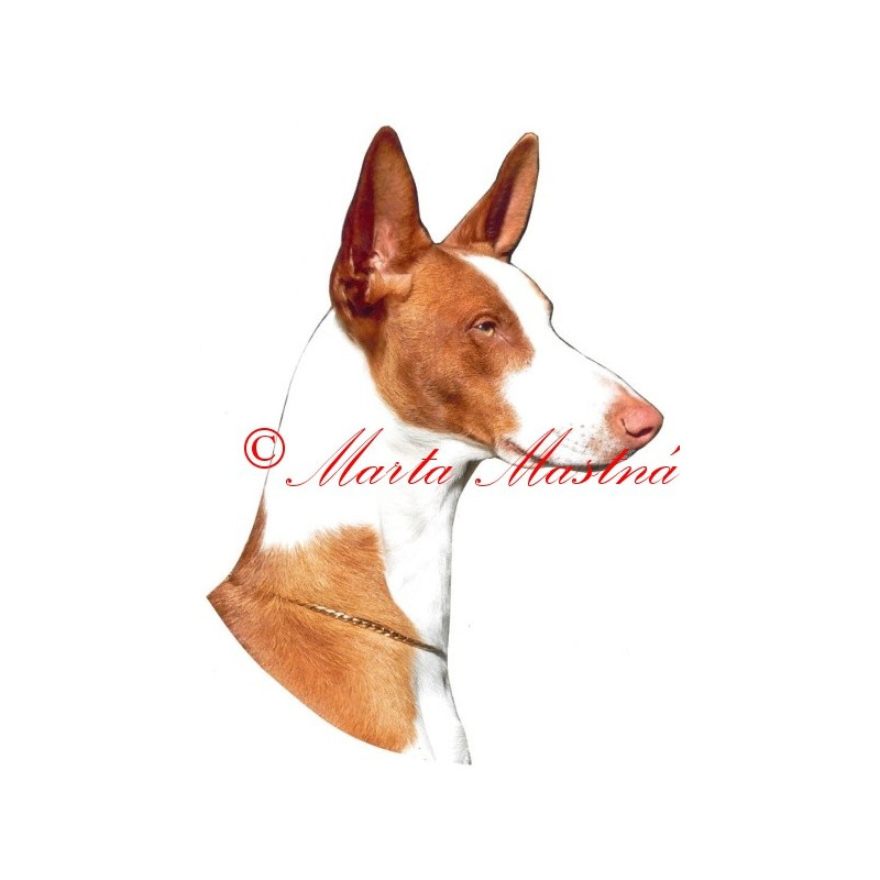 Samolepka ibizský chrt, podengo