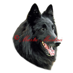 Samolepka belgický ovčák groenendal