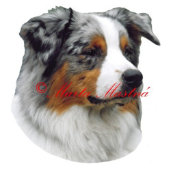 Samolepka australský ovčák