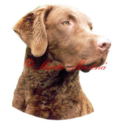 Samolepka chesepeake bay retrívr