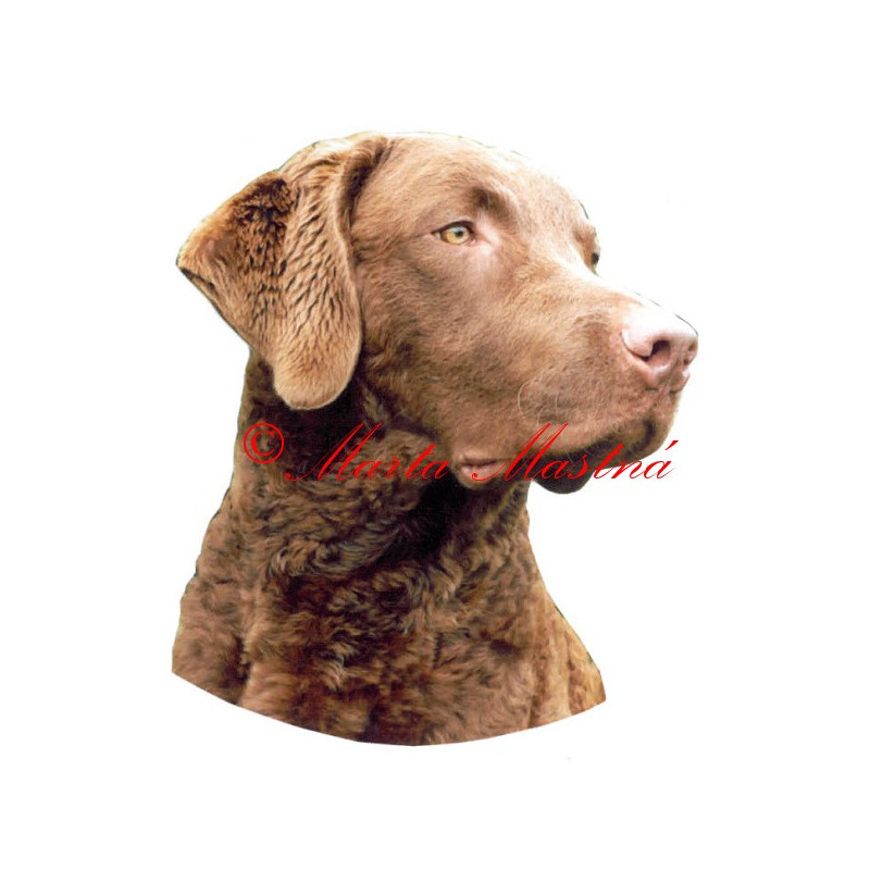 Samolepka chesepeake bay retrívr