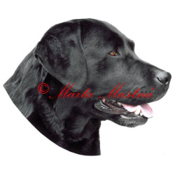 Samolepka labrador retrívr