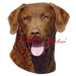 Samolepka chesepeake bay retrívr