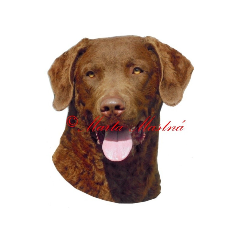 Samolepka chesepeake bay retrívr