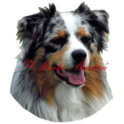 Samolepka australský ovčák