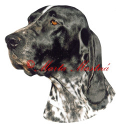 Samolepka auvergneský ohař