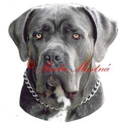 Samolepka cane corso