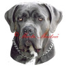 Samolepka cane corso